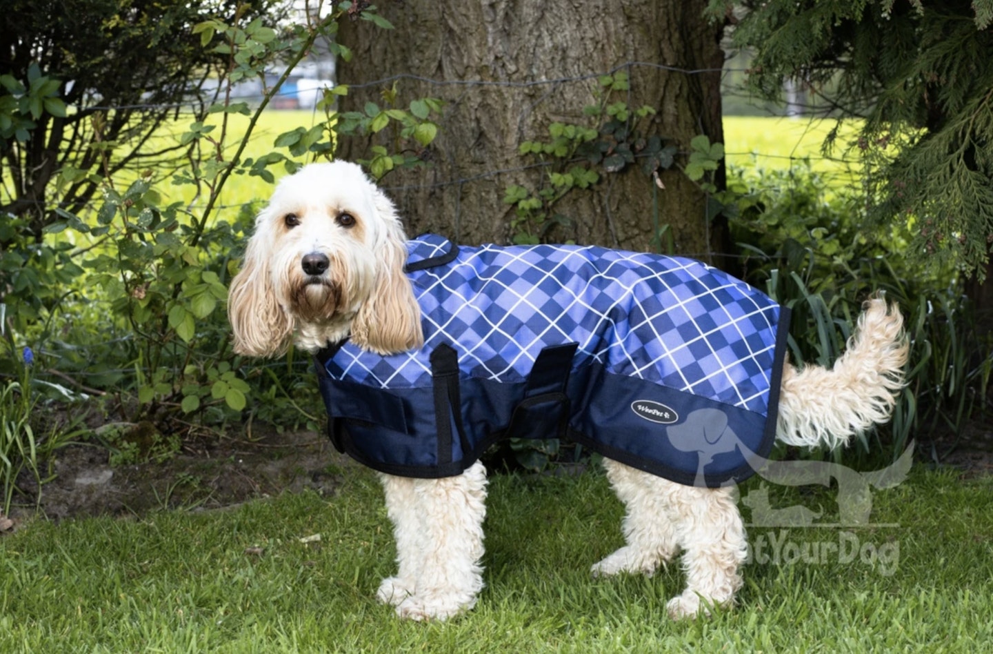 Underbody clearance dog coats